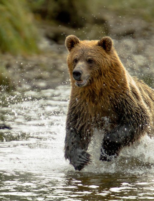 brown bear running through British Columbia waters, Pacific Northwest