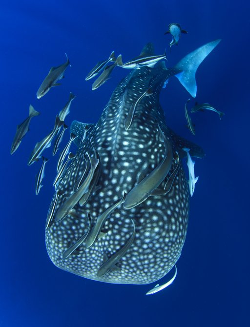 Whale Shark with Remora and Cobia fish