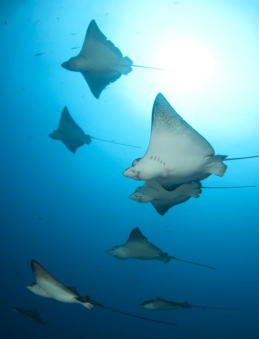 Manta rays glide in the Galapagos