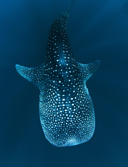 Whale shark in the Galapagos 