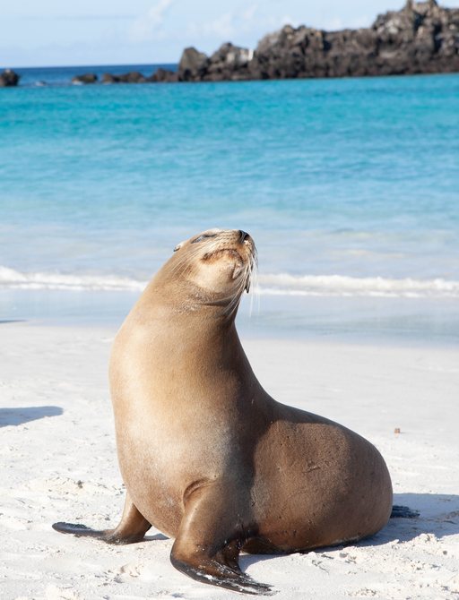 Galapagos seal on a beach