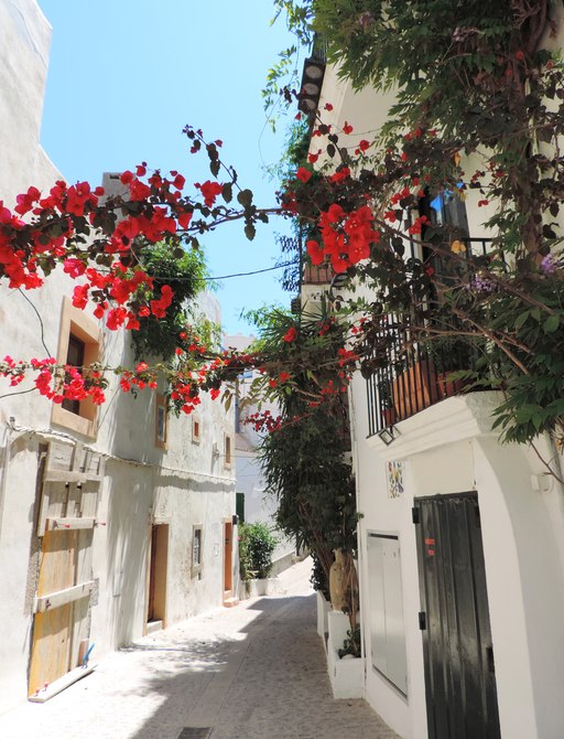 Dalt Vila, historic city of Ibiza, with Bougainvillea in the foreground