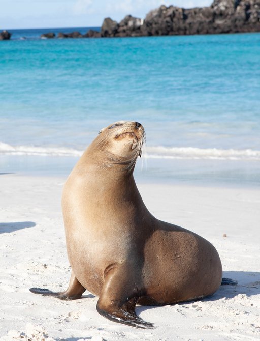 Sealion poses on Gardner Bay, Galapagos