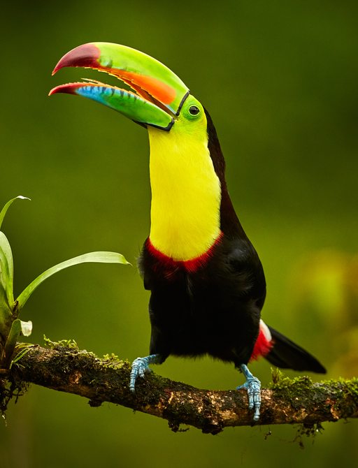 Keel-billed Toucan perched on branch at Tropical Reserve, Costa Rica.