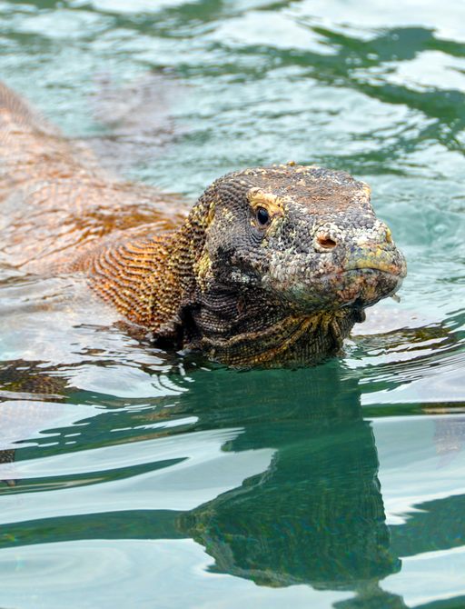 Close up of Komodo dragon in the water