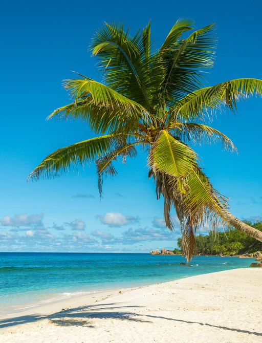 Unspoilt white sand beach in Caribbean, BVI, with palm tree