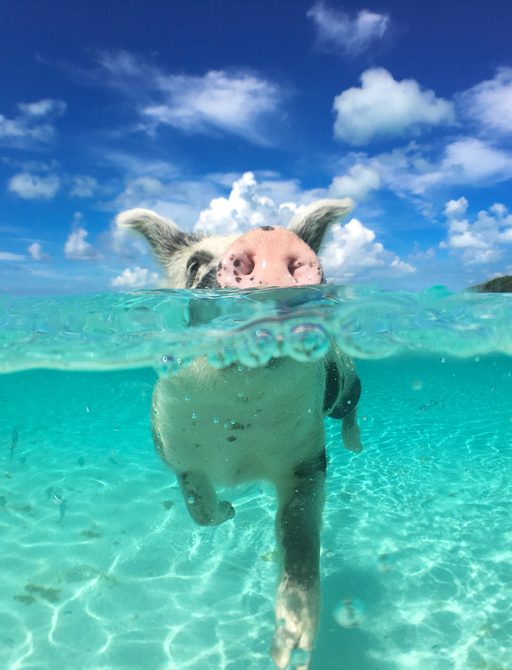 Swimming pigs in the Exumas, Bahamas