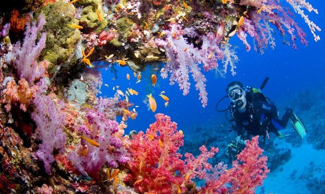 10 Top Dive Sites in Indonesia
