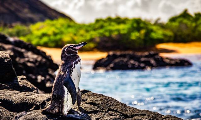 Galapagos yacht charters available with M/Y ‘Tip Top IV’
