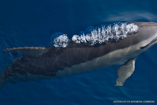 National Marine Park of Alonissos