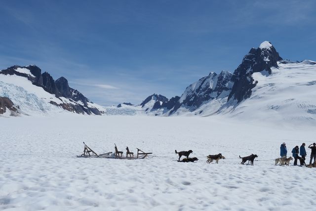 Glacier Dog Sledding Tour 