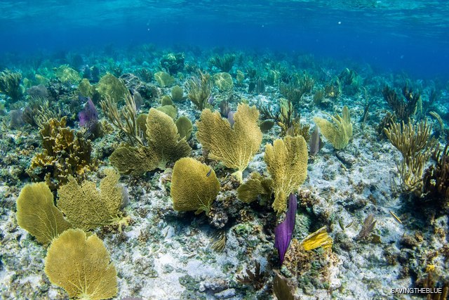 Andros Barrier Reef
