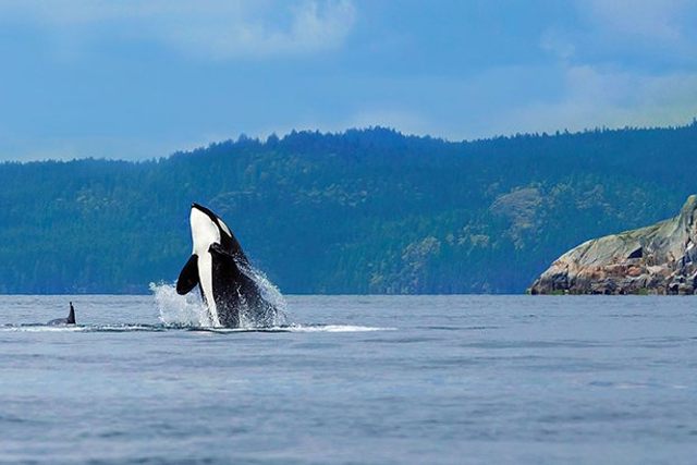 Whale watching in the Pacific North Coast