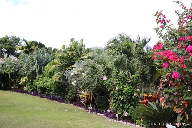 Palm Tree Gardens