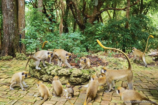 Barbados Wildlife Reserve