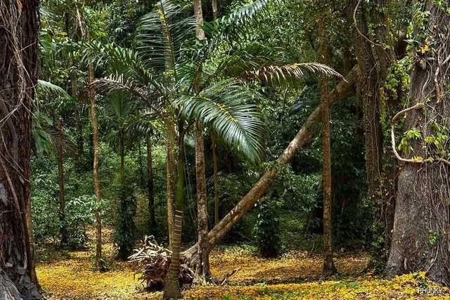 Farley Hill National Park