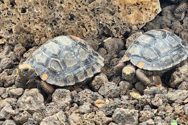 Charles Darwin Research Station