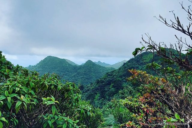 Grand Étang National Park