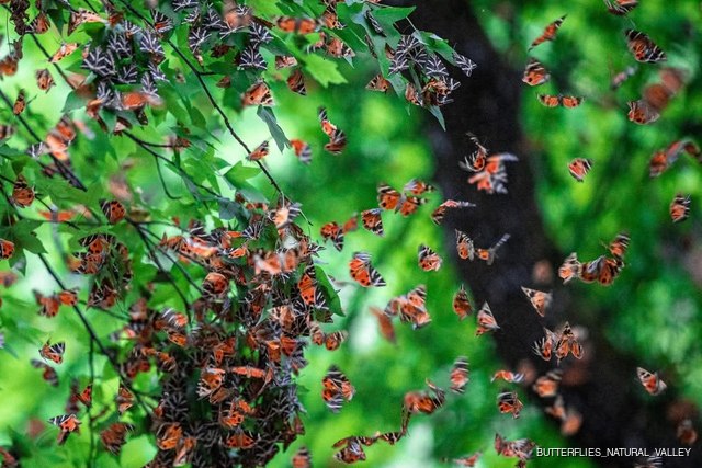 Butterflies Valley