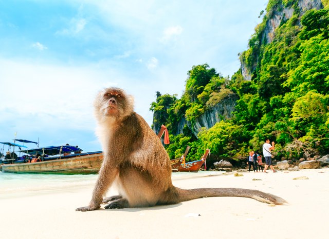 10 incredible animals you can see on a Thailand yacht charter