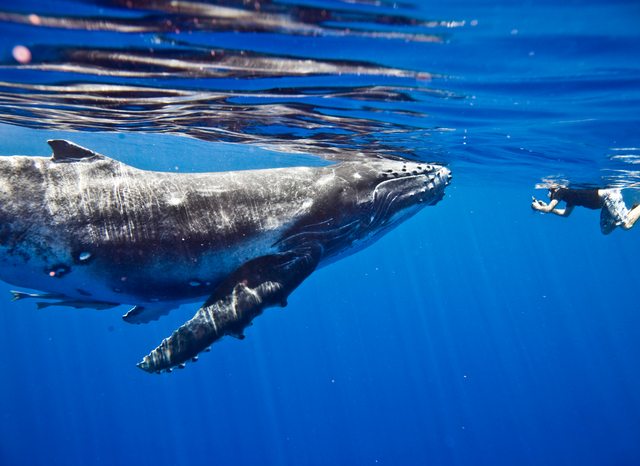 Swim with whales on a Tahiti yacht charter