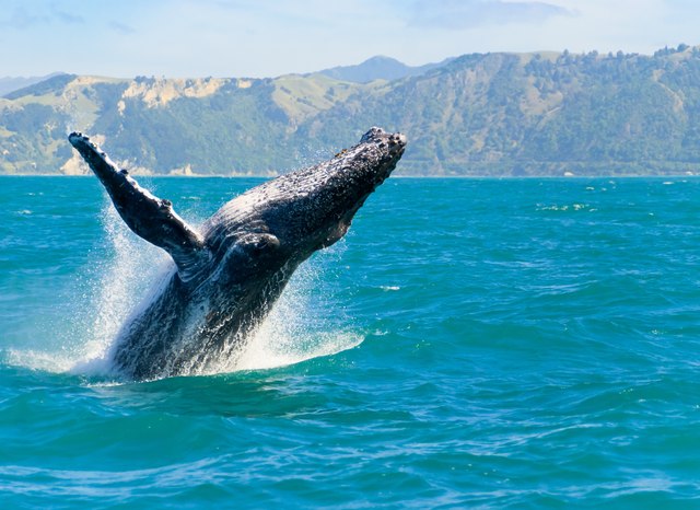 Where to Whale Watch in New Zealand