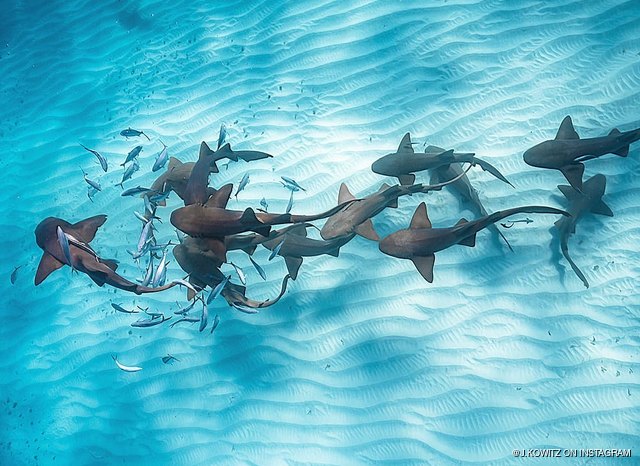 10 things to do on Bimini Island