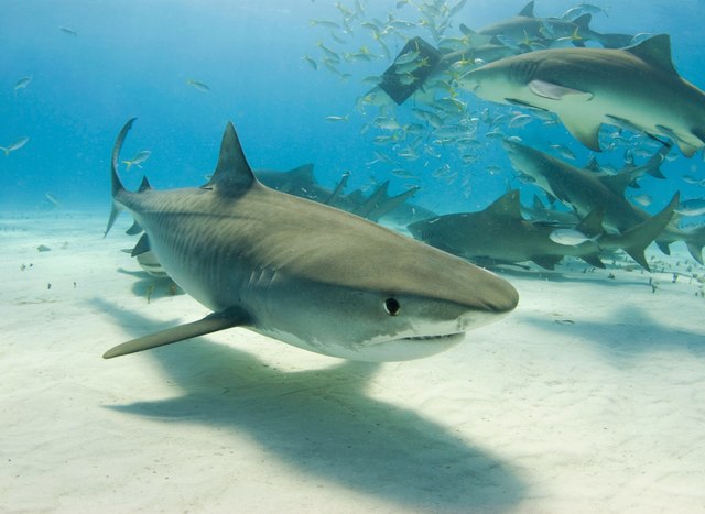 5 of the Best Places in the Caribbean to Swim with Sharks