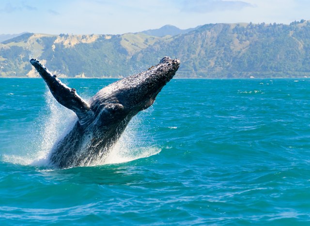Spot Majestic Whales in New Zealand