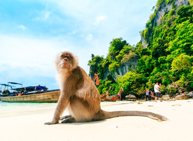 10 incredible animals you can see on a Thailand yacht charter