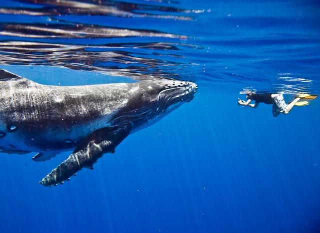 Swim with whales on a Tahiti luxury yacht charter