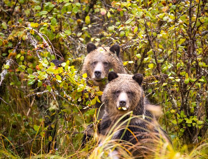 Pacific Yellowfin photo 84