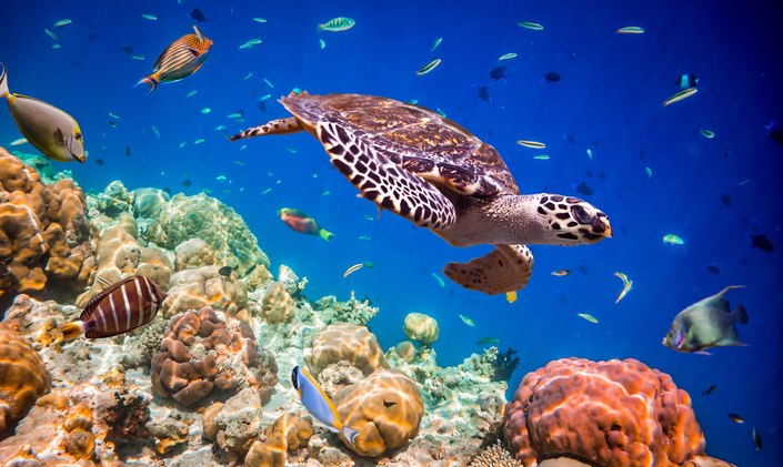 Rare Red Sea yacht charter opportunity now available with no delivery fees
