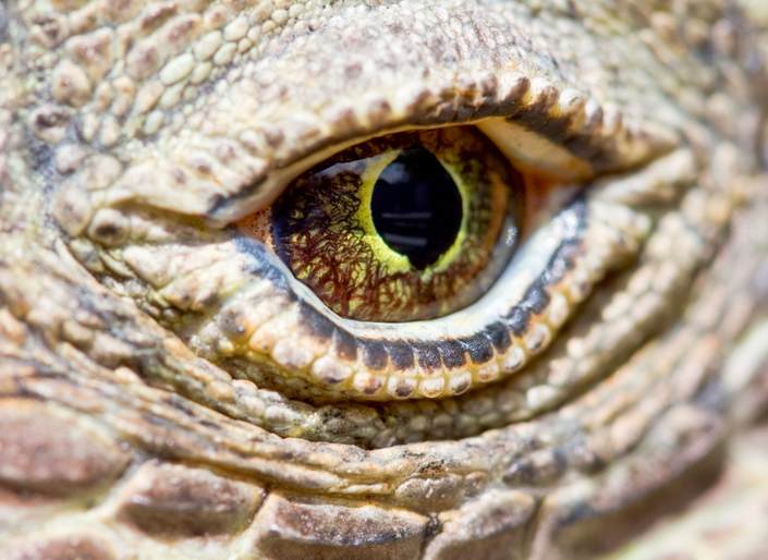 The Ultimate Guide to Visiting Komodo Dragons on a Luxury Yacht Charter