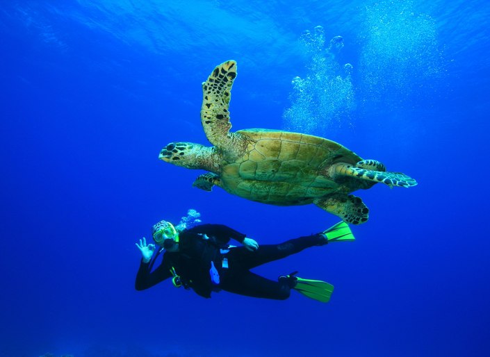 Scuba diver swimming with sea turtle in Caribbean