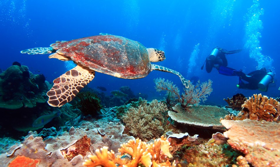 10 Top Dive Sites in Indonesia Image 1