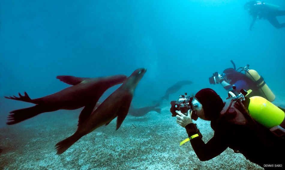 Divers and Galapagos Sea Lions